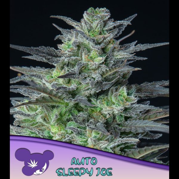 Auto-Sleepy-Joe-3-u-fem-Anesia.jpg