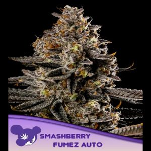 Auto Smashberry Fumez feminisiert Anesia Seeds