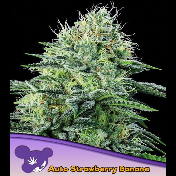Auto-Strawberry-Banana-3-u-fem-Anesia.jpg