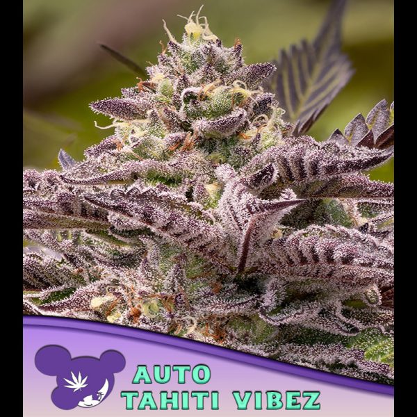 Auto-Tahiti-Vibez-3-u-fem-Anesia.jpg