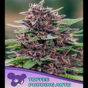 Auto Toffee Pudding feminisiert Anesia Seeds