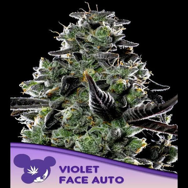 Auto-Violet-Face-3-u-fem-Anesia.jpg
