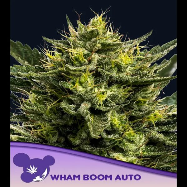 Auto-Wham-Boom-3-U-FEM-Anesia.jpg