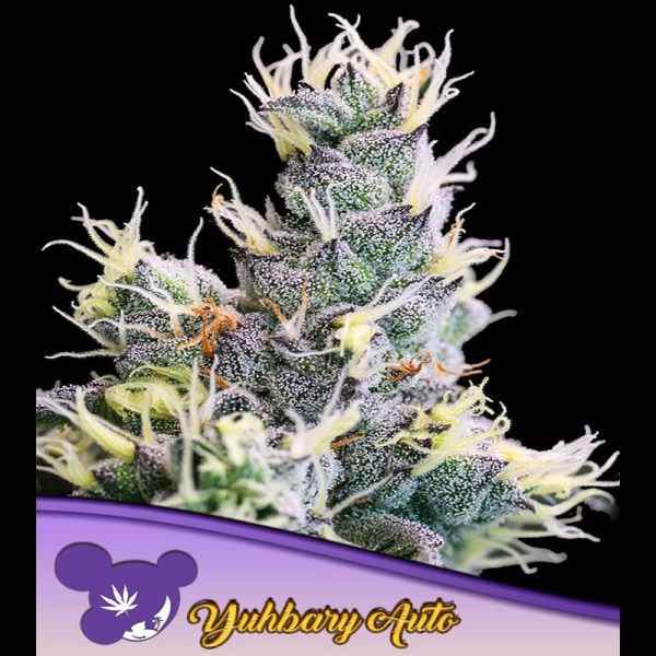 Auto-yuhbary-3-u-fem-anesia.jpg