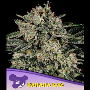 Banana MAC feminisiert Anesia Seeds