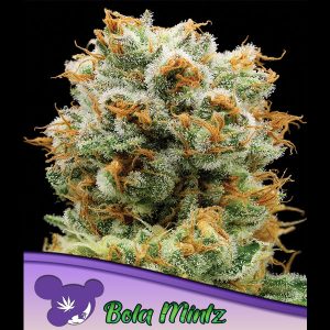 Feminisierte Mintz Ball Anesia Seeds