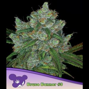 Bruce Banner #3 feminizada Anesia Seeds