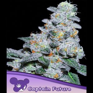 Captain Future feminisiert Anesia Seeds