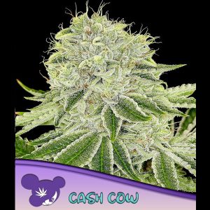 Cash Cow feminisiert Anesia Seeds