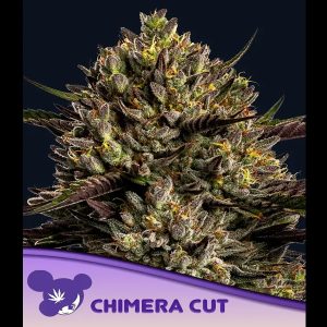 Chimera Cut feminized Anesia Seeds
