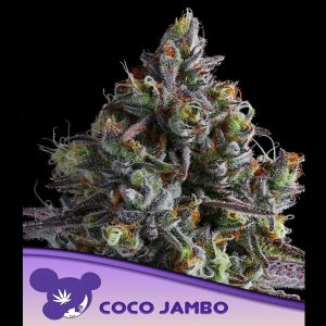Coco Jambo feminisiert Anesia Seeds