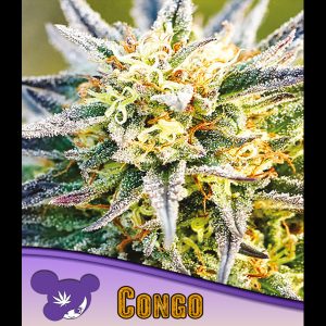 Congo feminisiert Anesia Seeds