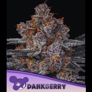 Dankberry feminizada Anesia Seeds