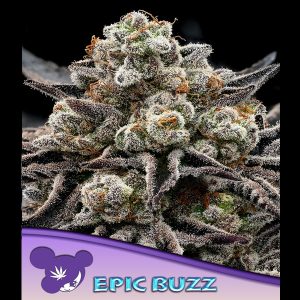 EPIC BUZZ feminizada Anesia Seeds