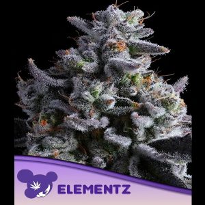 Elementz feminisierte Anesia Seeds
