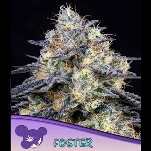 Foster feminisierte Anesia Seeds