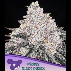Frozen Black Cherry feminisiert Anesia Seeds