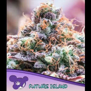 Future Island feminisiert Anesia Seeds