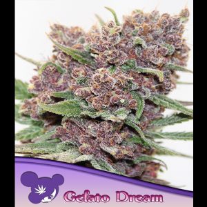 Gelato Dream feminizada Anesia Seeds