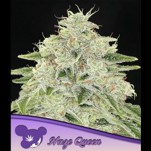 Haze Queen feminisiert Anesia Seeds