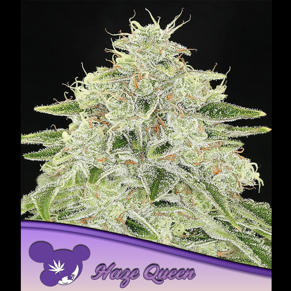 Haze-Queen-3-u-fem-Anesia.jpg Haze-Queen-3-u-fem-Anesia.jpg