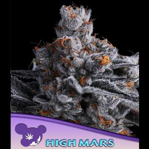 High Mars feminisiert Anesia Seeds