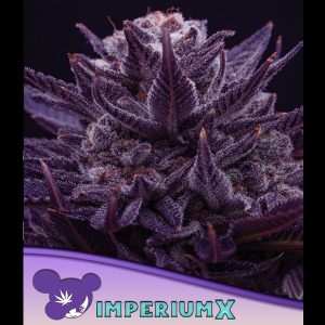 IMPERIUM X feminisiert Anesia Seeds
