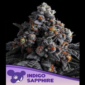 Indigo Sapphire feminisiert Anesia Seeds