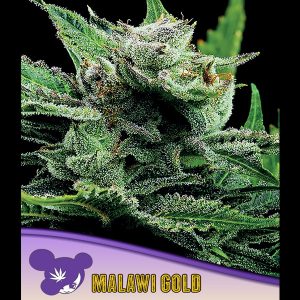 Malawi Gold feminisiert Anesia Seeds