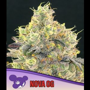 Nova OG feminisierte Anesia Seeds
