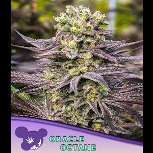 Oracle Octane feminisiert Anesia Seeds