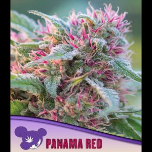Panama Red feminizada Anesia Seeds