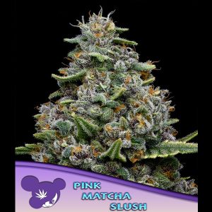 Pink Matcha Slush feminizada Anesia Seeds