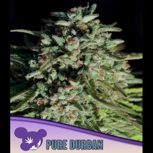 Pure Durban feminisierte Anesia Seeds