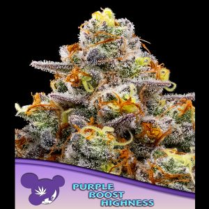 Purple Boost Highness feminisiert Anesia Seeds