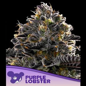 Purple Lobster feminisiert Anesia Seeds