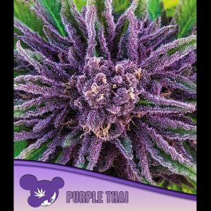 Purple Thai feminisiert Anesia Seeds