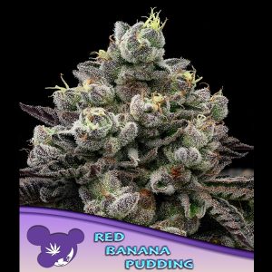 Red Banana Pudding feminizada Anesia Seeds