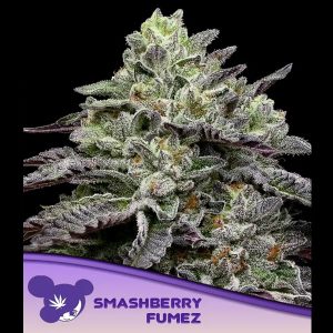 Smashberry Fumez feminisiert Anesia Seeds