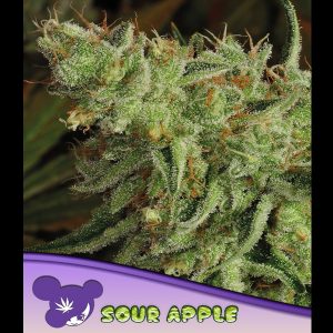 Sour Apple feminisiert Anesia Seeds