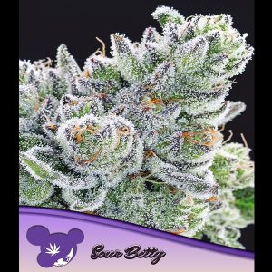 Sour Betty feminisiert Anesia Seeds