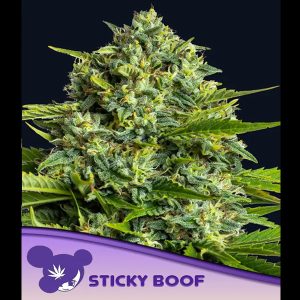 Sticky Boof feminizada Anesia Seeds