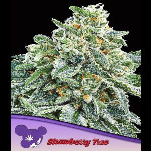 Strawberry Tree feminisiert Anesia Seeds