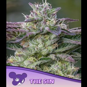 The Sin feminisiert Anesia Seeds
