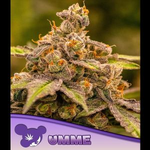 UMME feminisiert Anesia Seeds