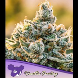 Vanilla Frosting feminisiert Anesia Seeds