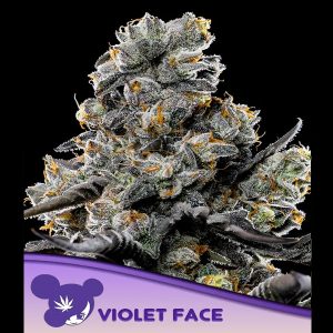Violet Face feminisiert Anesia Seeds