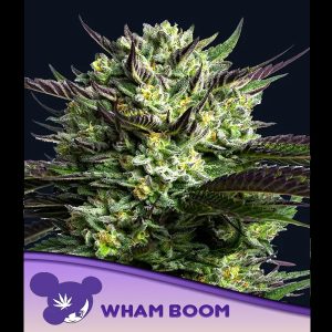 WHAM BOOM feminisiert Anesia Seeds