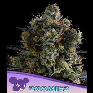 Zoomiez feminisiert Anesia Seeds
