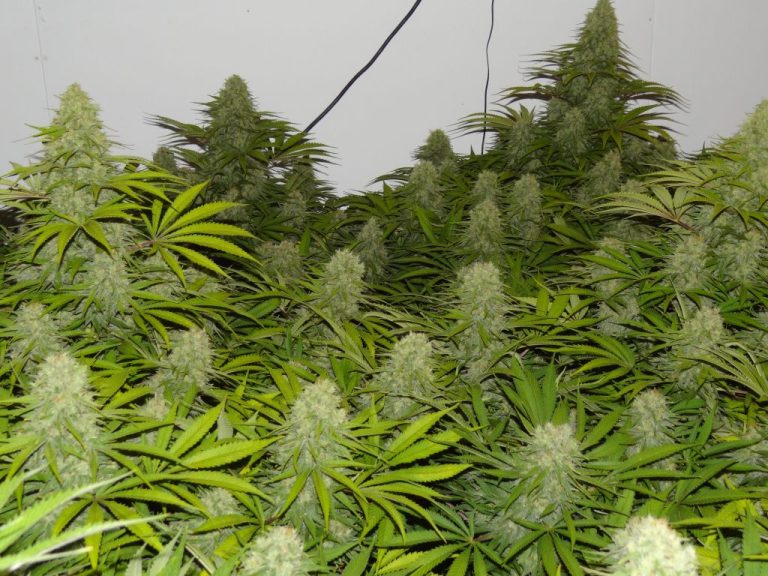 10 best indoor feminized seeds for maximum production